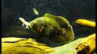 Best Top 5 Oscar Fish Feeding - The Super Predator Fish | Oscar Fish Eating