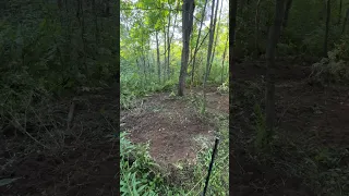 Clearing brush with pigs!