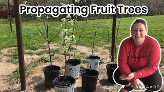 How to Propagate Fruit Trees from Prunings: Easy DIY Guide!