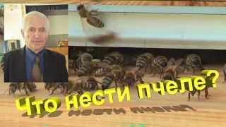 Профессор Кашковский: Что пчела решает принести?