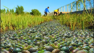 Amazing to Find Lots of Snails! Picking lots of snails from water flow at specials place by hand