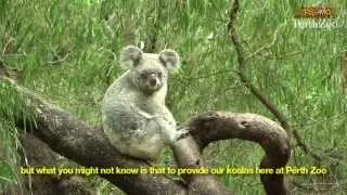 Feeding Perth Zoo's koalas