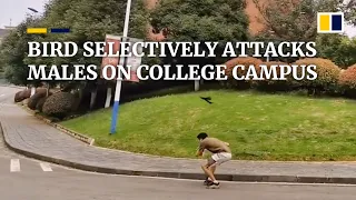 Bird selectively attacks males on Chinese college campus