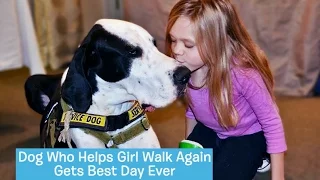 George the Great Dane Service Dog | DOG's BEST DAY