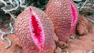 5 TERRIFYING Plants You Won't Believe Actually Exist!