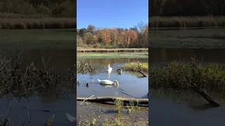 Mute Swans at Fannie Stebbins Wildlife Refuge are Not Pleased With Me Today!