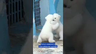Белые медвежата. Новосибирский зоопарк