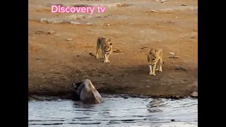 Lions attack black Rhino & the pond in mud & Discovery tv24