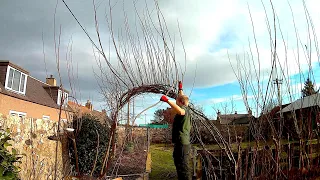 Willow Update And Pruning (2022 With Time Lapse)