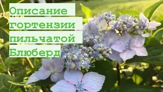 Пильчатая гортензия Блюберд 🌸 Настоящие размеры на третий год 🌸