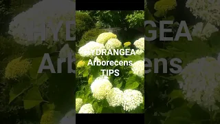 Smooth Hydrangea Arborescens: HYDRANGEA CARE