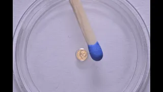Die kleinste Goldmünze der Welt. 1/4 Franken Schweiz 2020 Albert Einstein