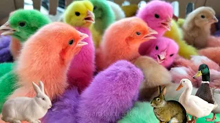 World Cute Chickens, Colorful Chickens, Rainbows Chickens, Cute Ducks, Cat, Rabbits,Cute Animals 🐤🥚🐟