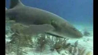 Five Facts about Sharks