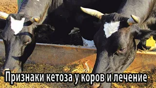 Признаки кетоза у коров и лечение