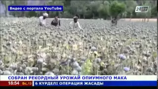 В Афганистане собран рекордный урожай опиумного мака