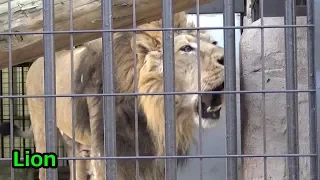 Indian lion barking