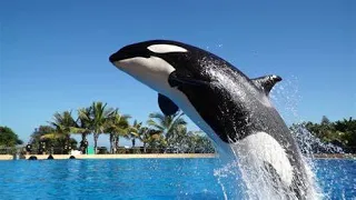 loro parque orca killer whale show june 2022
