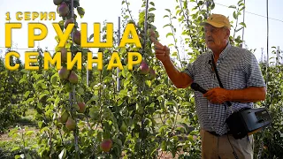 Груша, вкусная и выгодная культура  Семинар с  Малакановское, серия 1