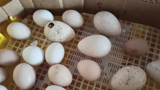 Pierwsza inkubacja w 2021 i prześwietlanie jajek. Klucie się kurczaków.