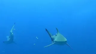 The Bull Ring - December Diving - Aliwal Shoal - South Africa