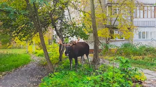 Лось. Заречный. 2017.