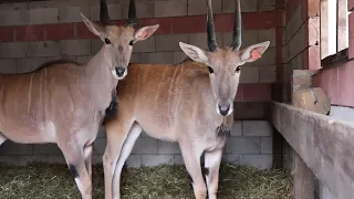 Kanna (antelope) - this is BEAUTY !!! Bakhchisarai miniature park, zoo. Crimea.