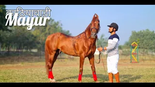 Kathiawari Stallion Mayur at P.P Savani Horse Riding School, Surat