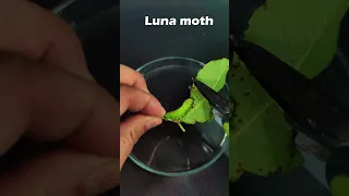 Hungry Luna caterpillar eats a whole walnuts leaf within 48 hours