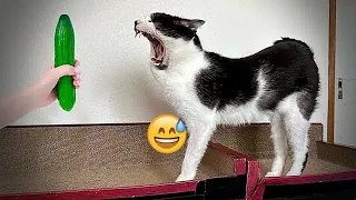 🐱🐱 You Laugh You Lose Dogs And Cats 😘🤣 Best Funny Animal Videos 2024 # 4