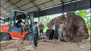 Big top size trembesi wood from Nduga Papua worth 2 billion!! sawed table top material I Sawmill