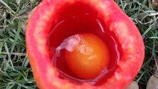 How To Cook An Egg Omelette In A Tomato | Rare Recipe | Wild Survival Style