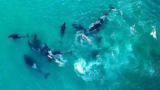 ORCAS FROM THE DRONE: PREDATION ON FEMALE ELEPHANT SEAL