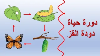 دورة حياة دودة القز|Silk Worm Life Cycle