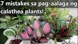 7 MISTAKES SA PAG-AALAGA NG CALATHEA/PRAYER PLANTS! || Calathea Plant Complete Care Guide