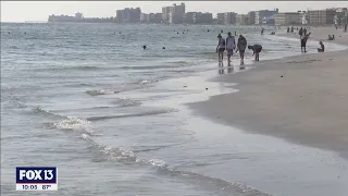 High concentrations of red tide detected on Pinellas beaches