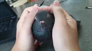 Friendly Pigeon Bird Pet