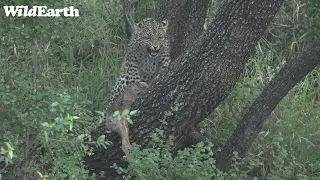 WildEarth - Sunrise  Safari - 13 July 2022