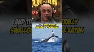 Whale Swallows Kayak and Person