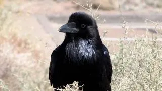 Knocking Raven