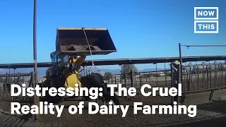 Dairy Farming Cruelty Exposed