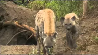 Dec 15 WildEarth Sunrise Safari ft Hyena Fight