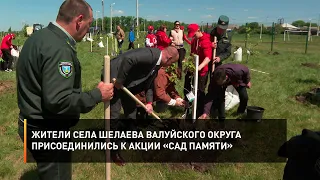 Жители села Шелаева Валуйского округа присоединились к акции «Сад памяти»