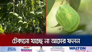 দাবদাহের প্রভার আমের ফলনে; কিছুতেই যেন হচ্ছে না রক্ষা! | Rajshahi Mango | Heatwave | Jamuna TV