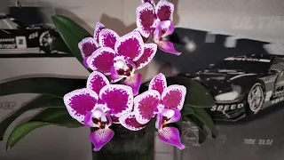 Орхидея Phal. Chia E Yenlin