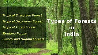 Types of Forests in India - Evergreen, Deciduous, Thorny, Montane, Littoral Swamp