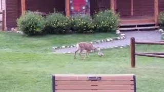 Baby deer, bunny have real-life Bambi, Thumper moment in Colorado