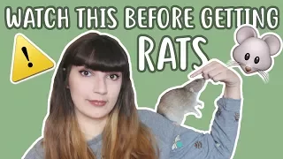 💡🐀 20 THINGS YOU SHOULD KNOW BEFORE OWNING RATS 🐀💡