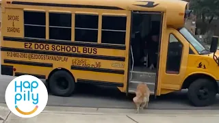 Dogs Love Taking School Bus To Doggy Day Care