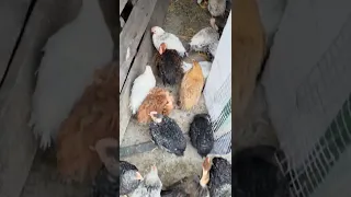 цыпули выросли за месяц